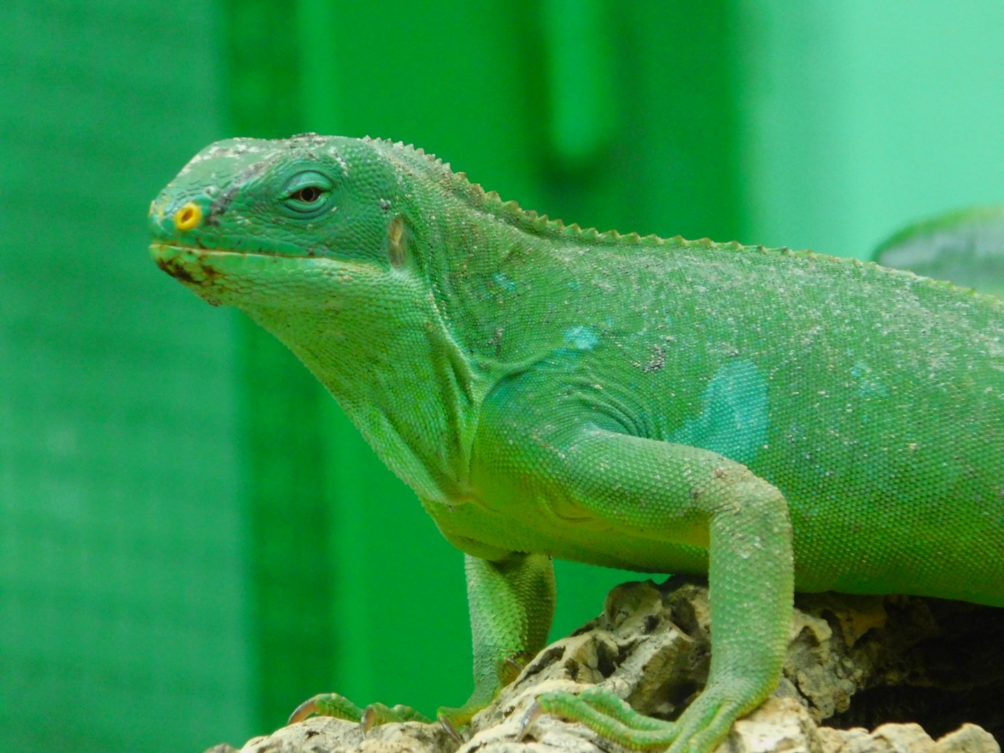 Fiji banded iguana