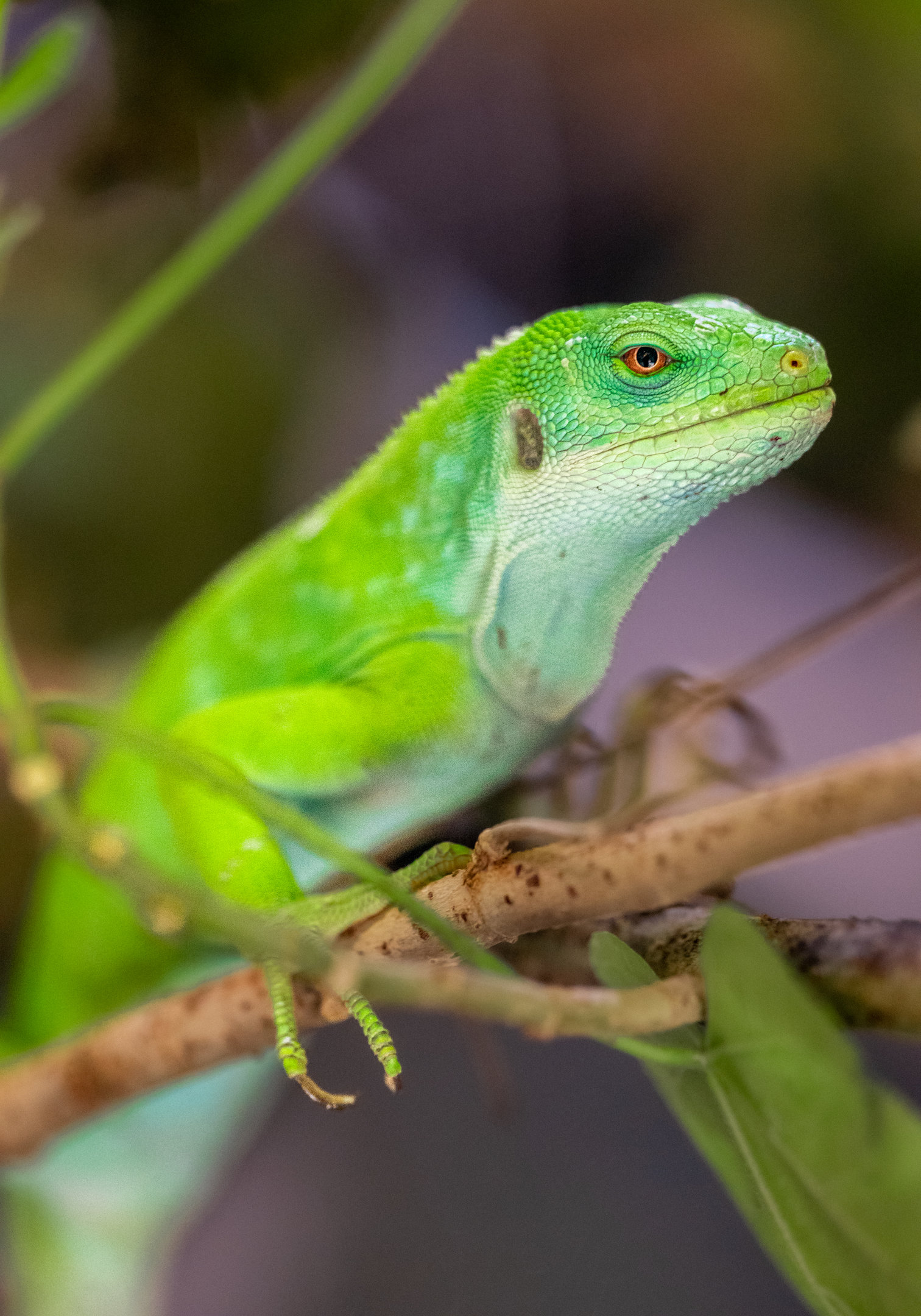 Fiji Banded Iguana