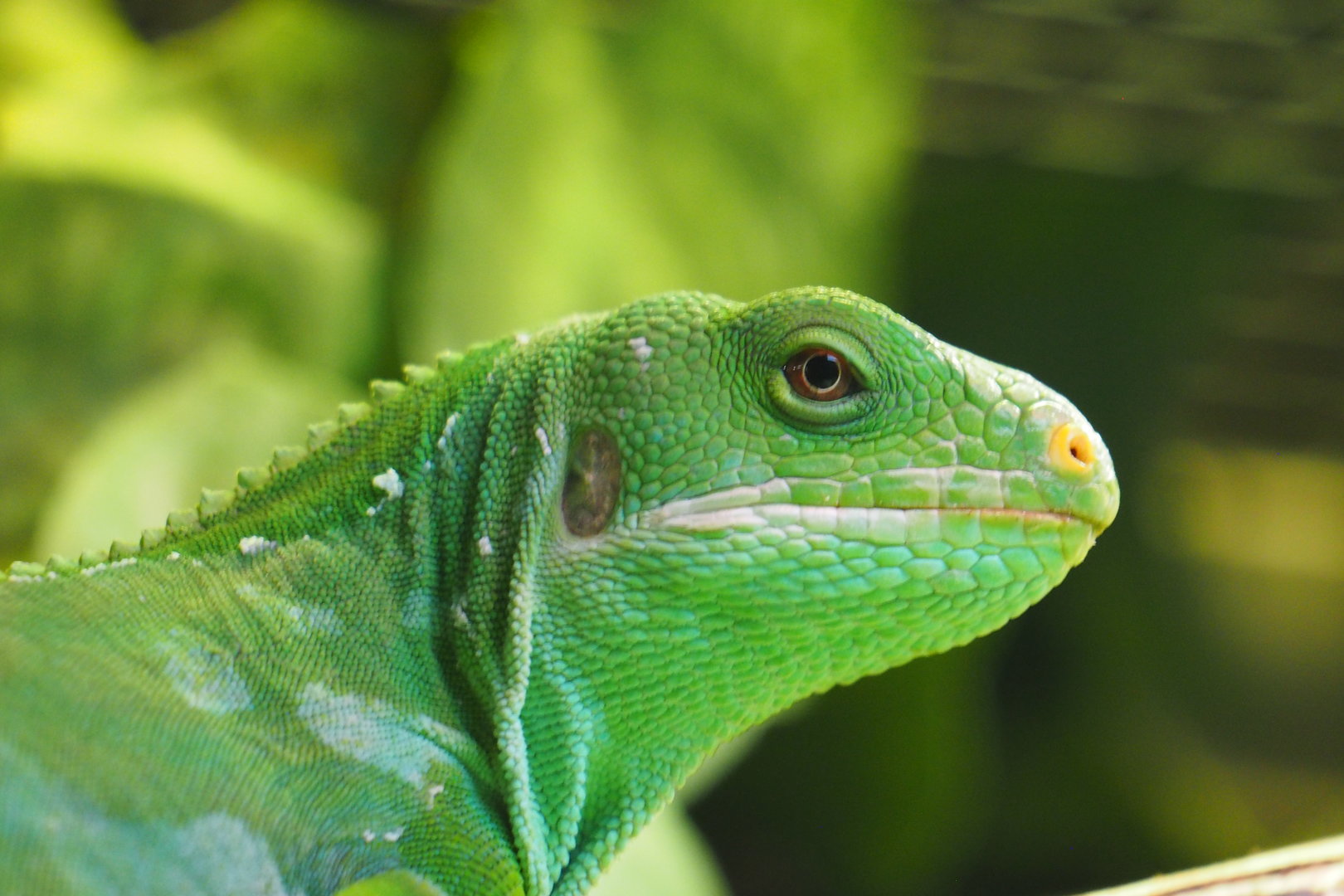 Fiji Banded Iguana