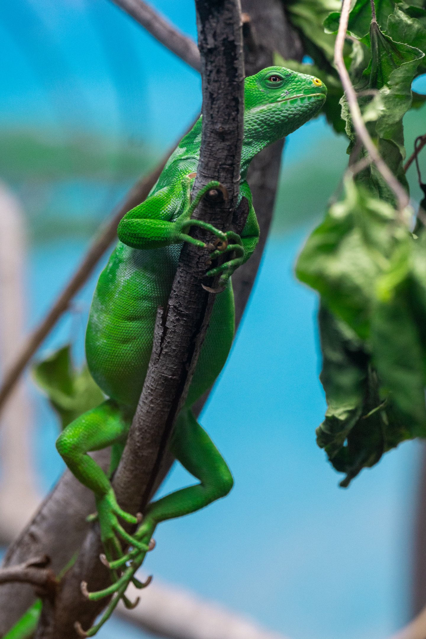Fiji Banded Iguana