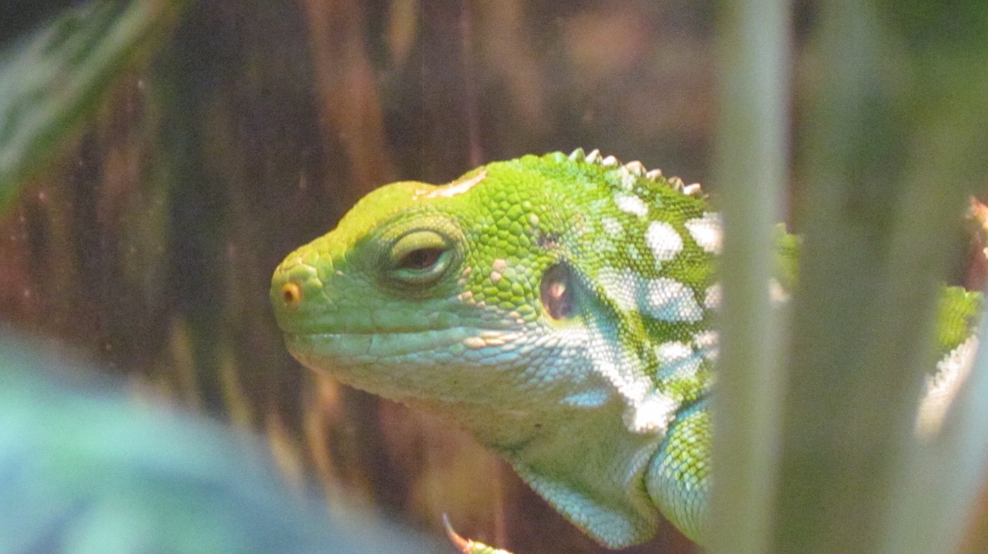 Fiji Banded Iguana