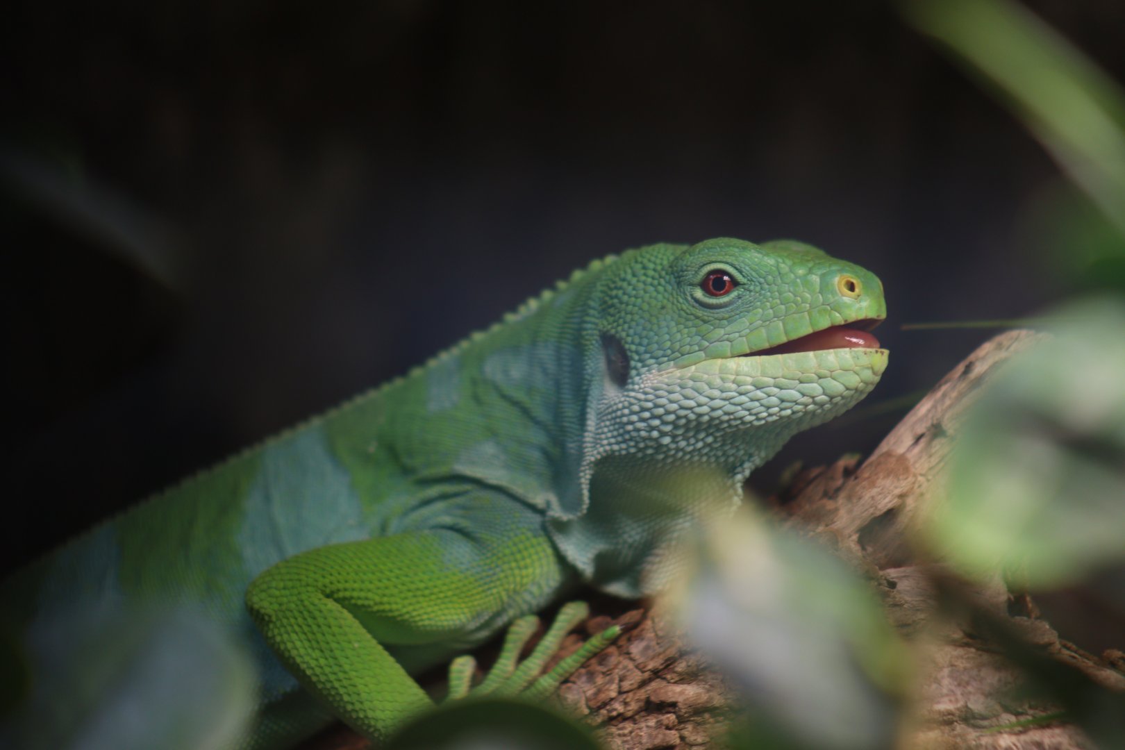 Fiji Banded Iguana