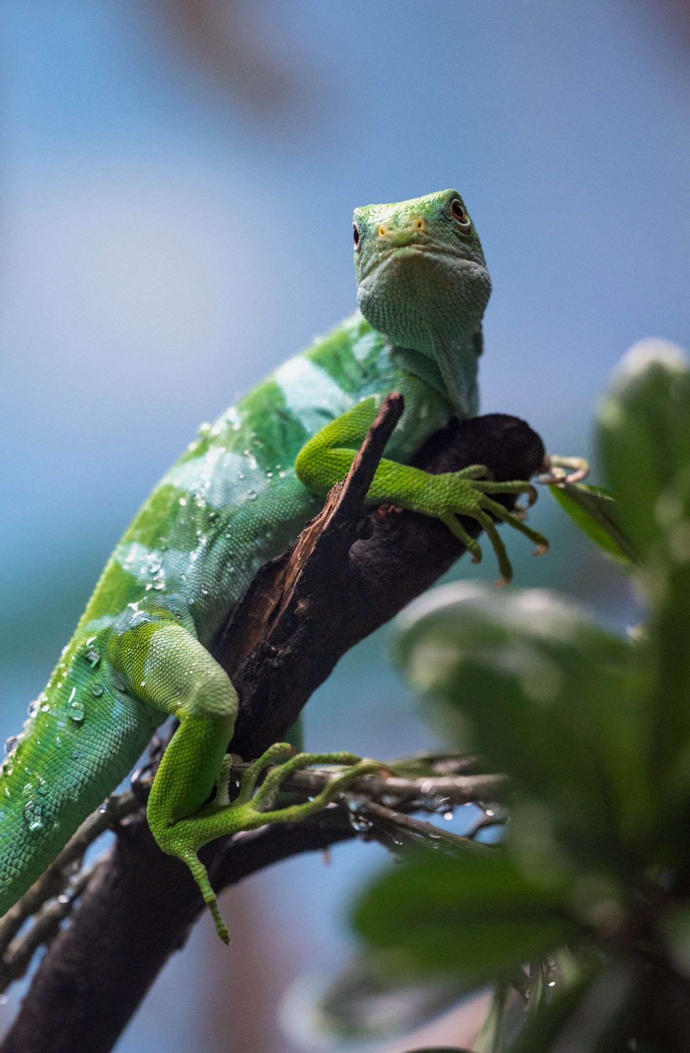 Fiji Banded Iguana