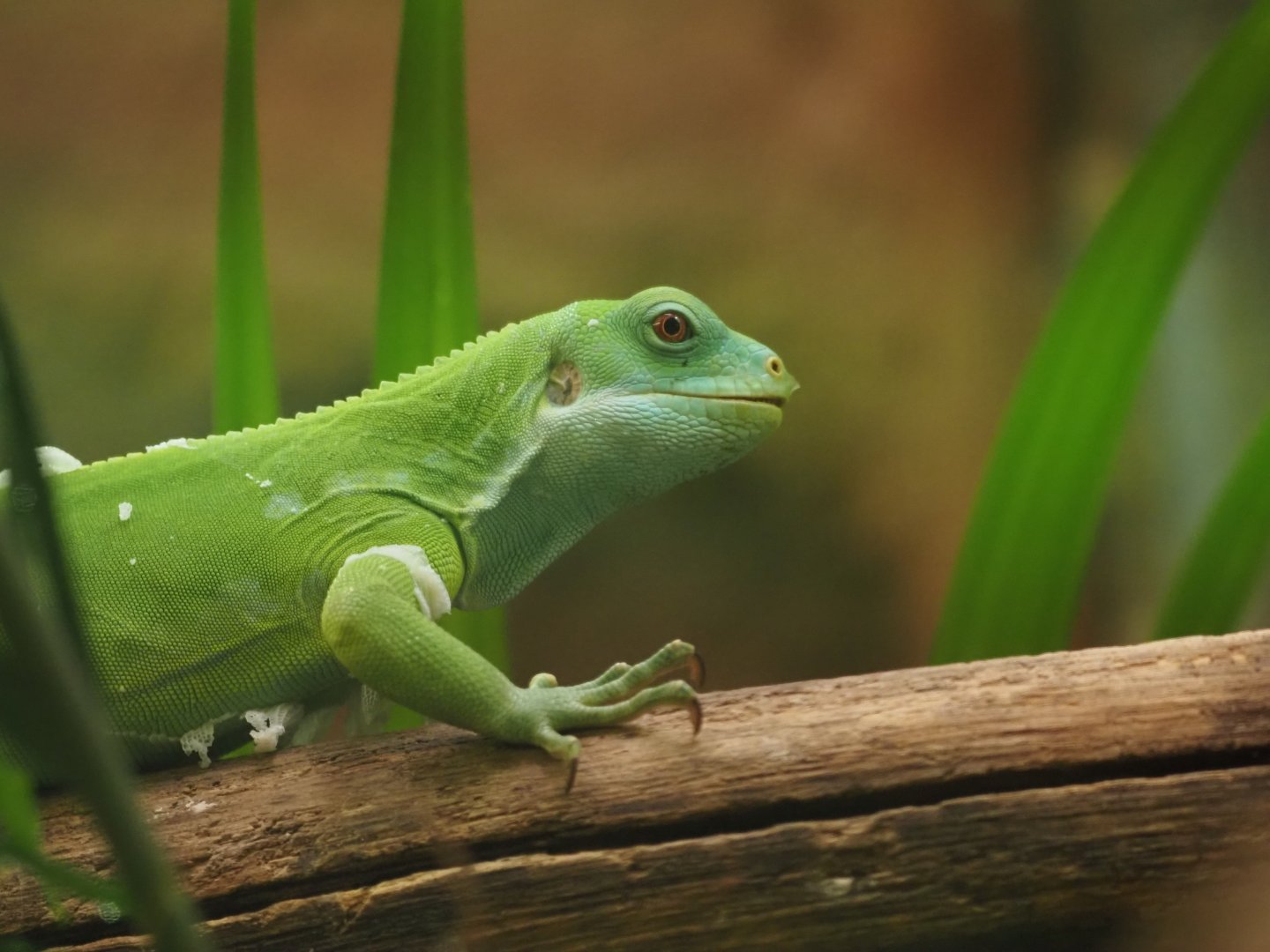 Fiji Banded Iguana