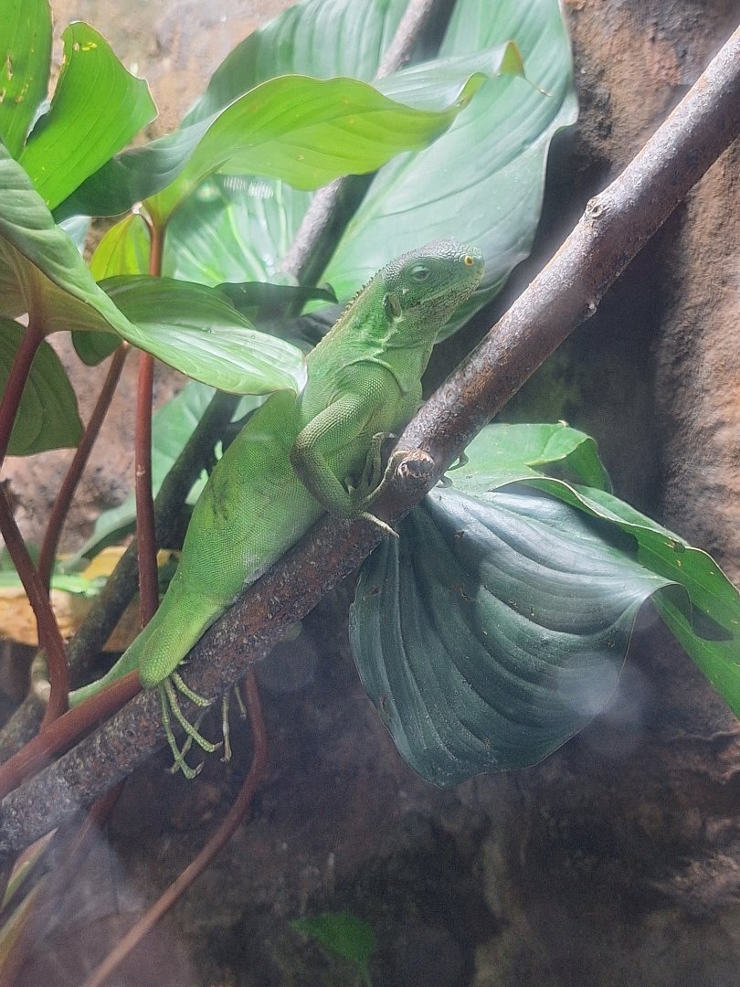 Fiji Banded Iguana
