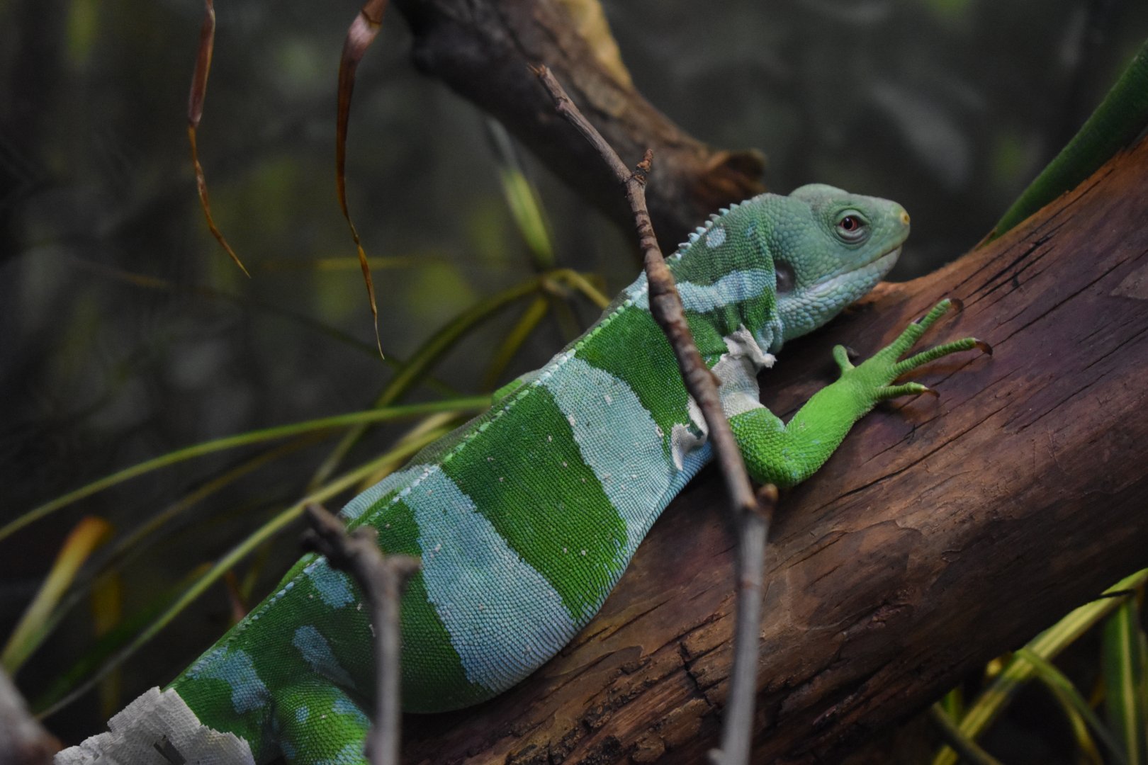 Fiji Banded Iguana