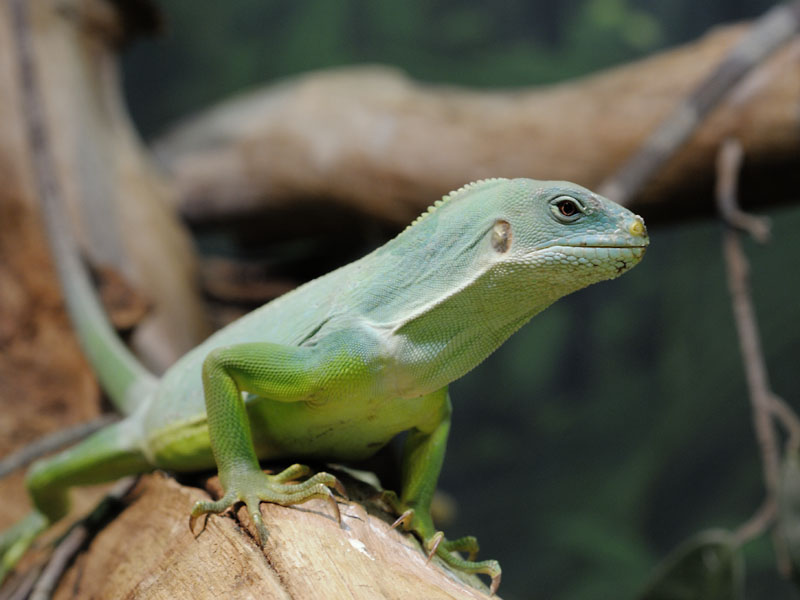Fiji banded iguana