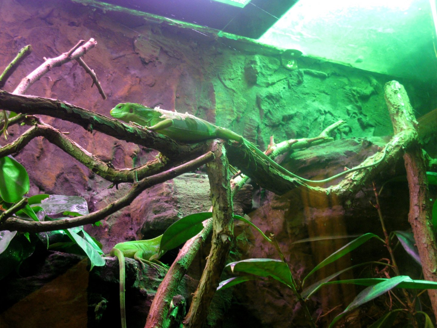 Fiji Banded Iguanas - 08.2013