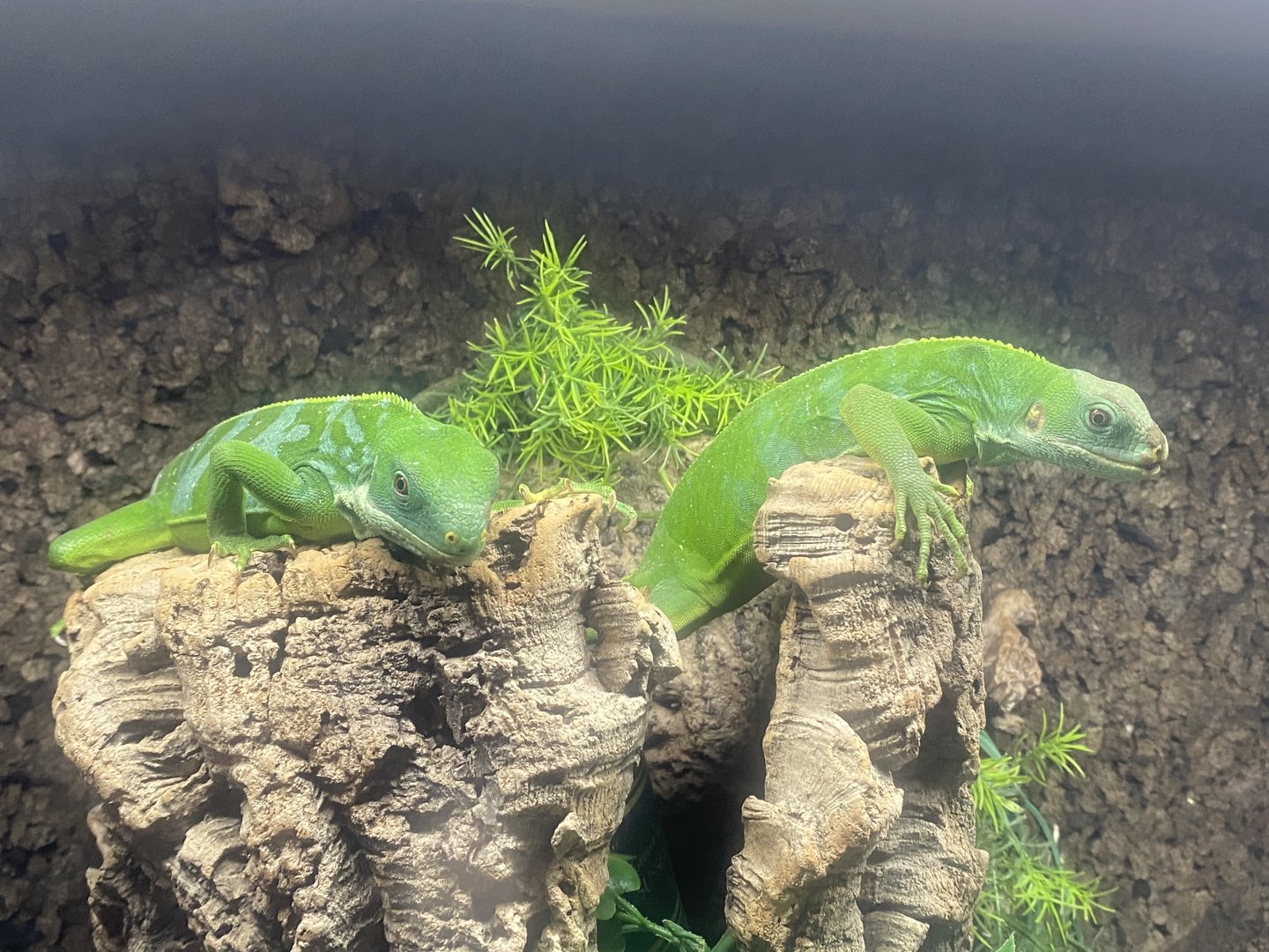Fiji banded iguanas - IOW Reptilarium 150923