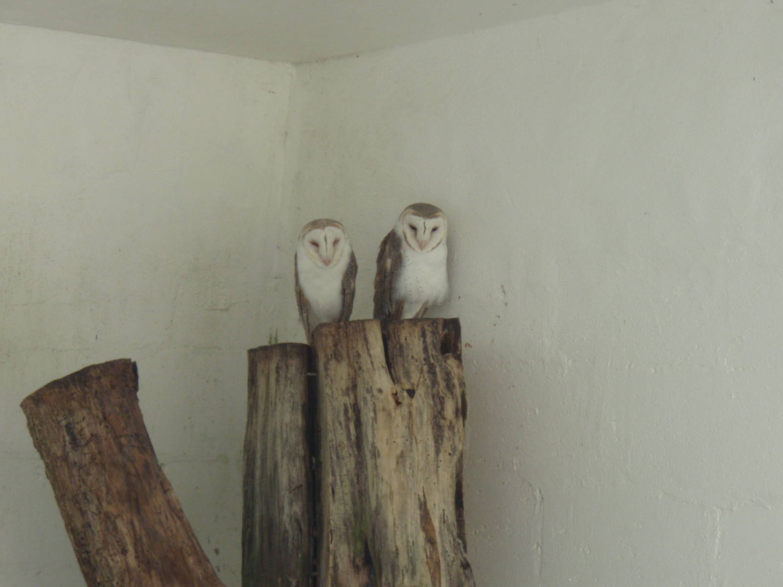 Fiji barn owls (Tyto alba lulu)