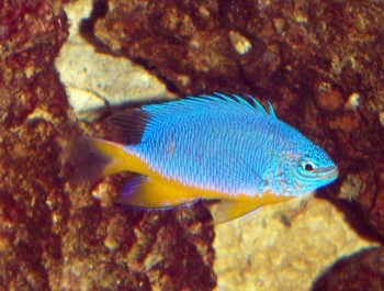 Fiji Blue Devil Damselfish (Chrysiptera taupou)