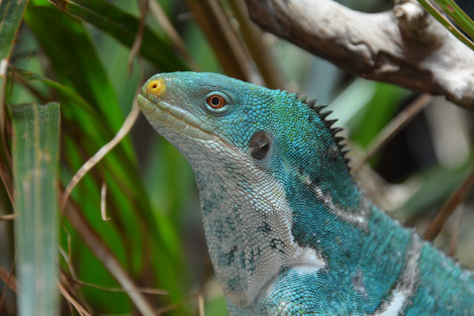 Fiji crested iguana (Brachylophus vitiensis)