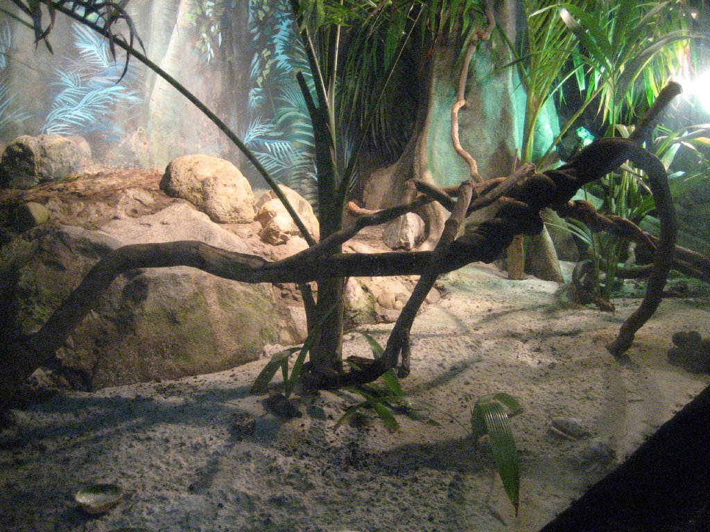 Fiji Crested Iguana Exhibit