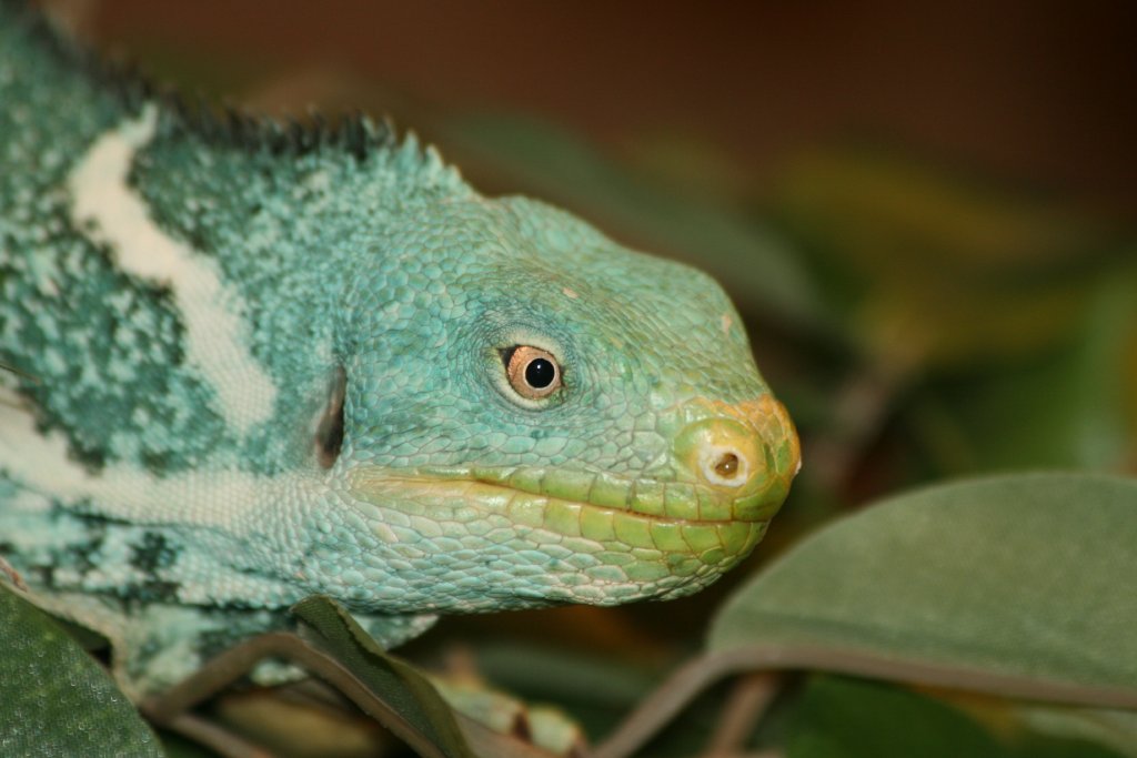 Fiji Crested Iguana