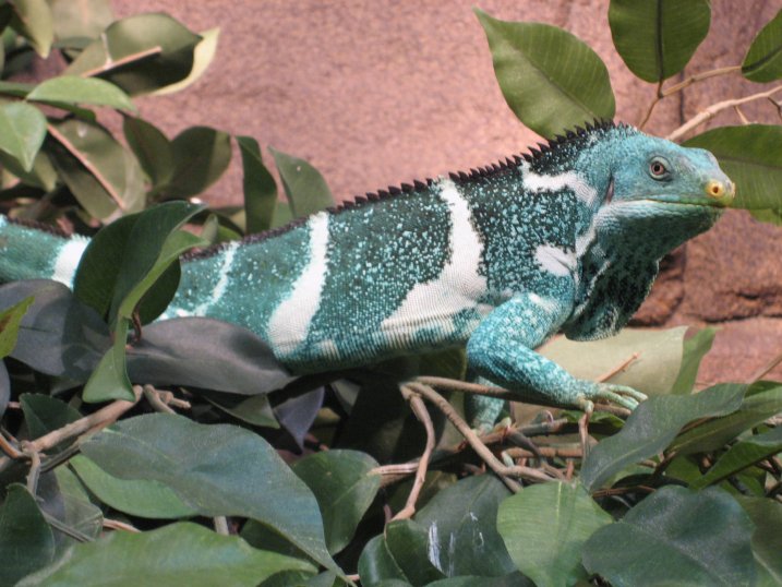 Fiji Crested Iguana