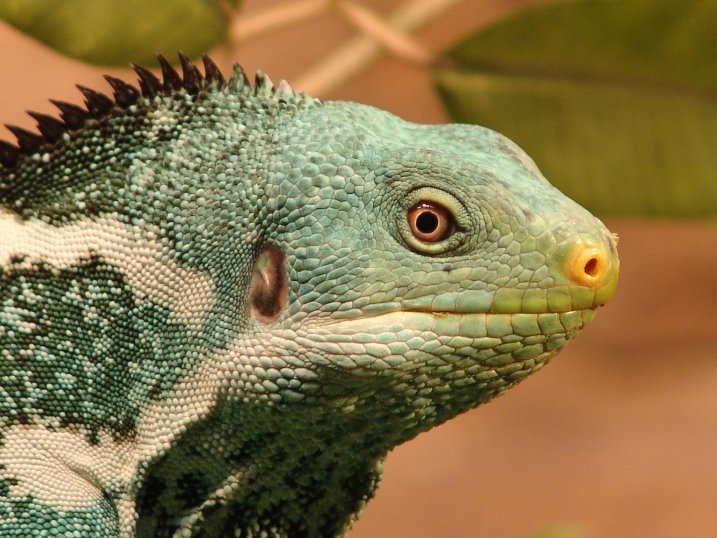 Fiji Crested Iguana
