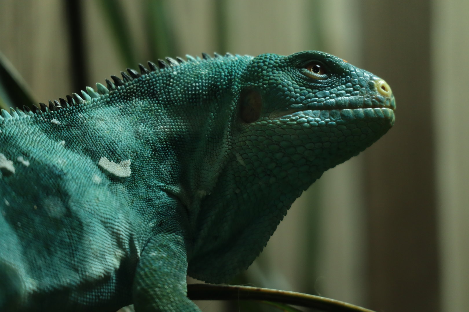 Fiji crested iguana
