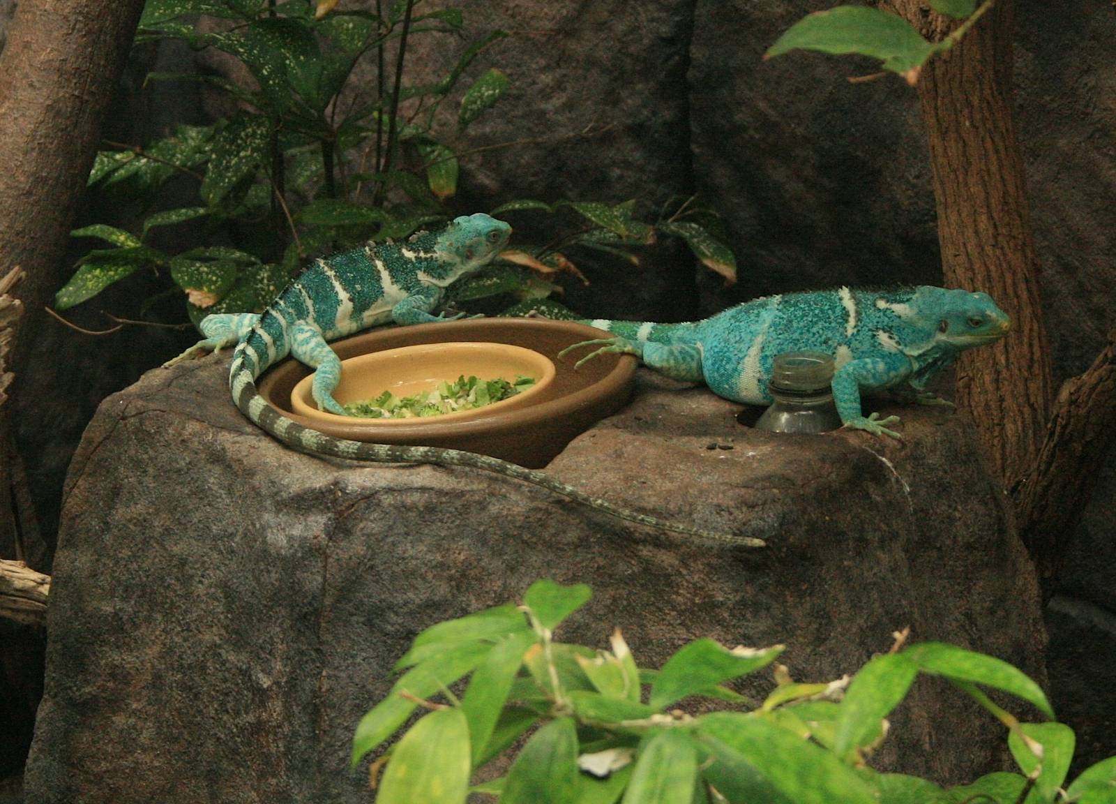 Fiji crested iguanas