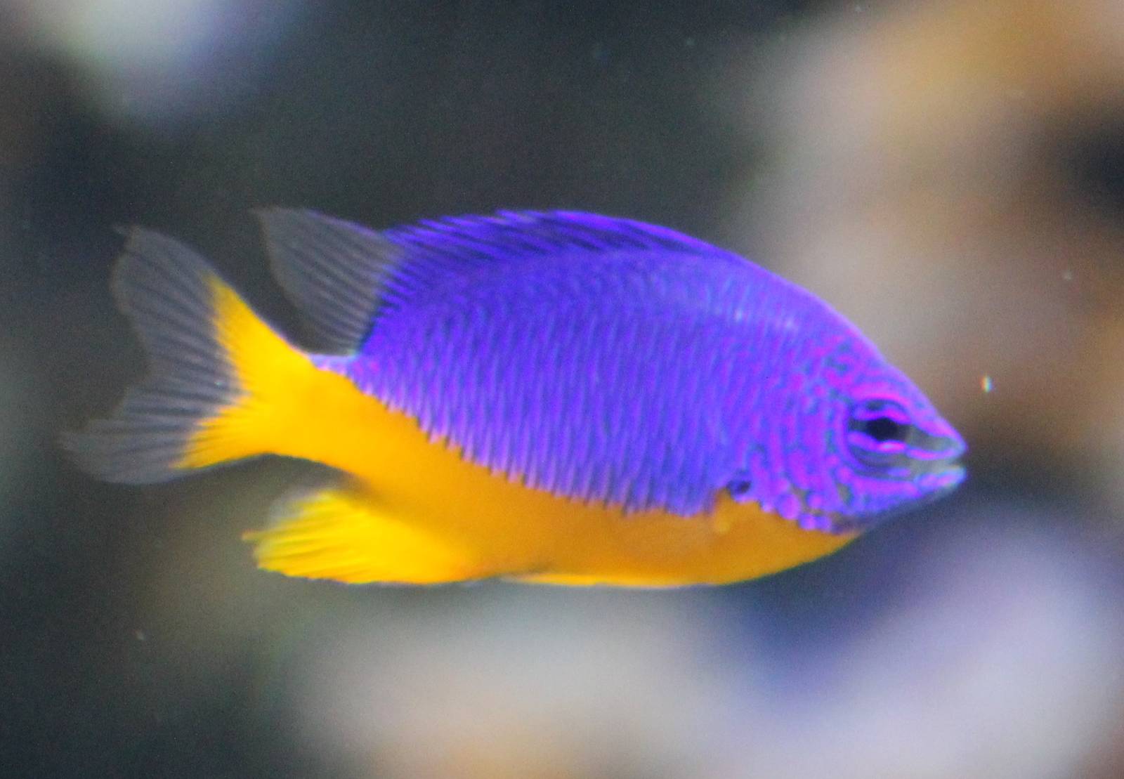 Fiji Damselfish