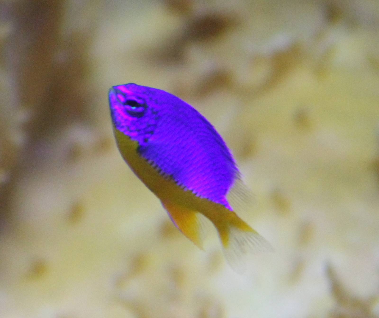 Fiji damselfish