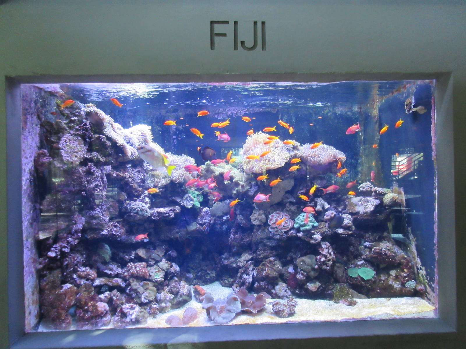 Fiji Exhibit