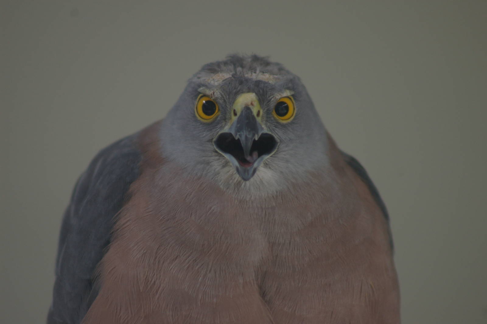 Fiji goshawk (Accipiter rufitorques)