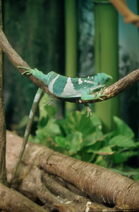 fiji iguana L.A. Zoo