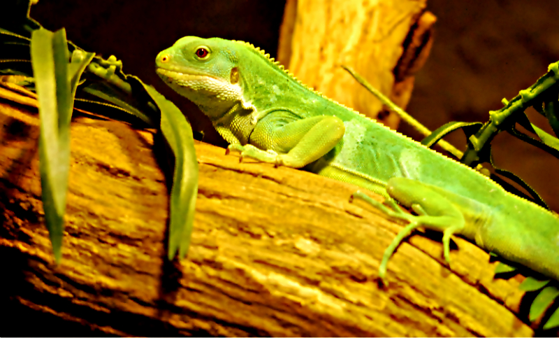 Fiji Iguana