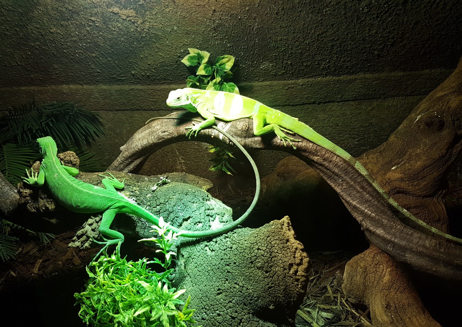 Fiji iguanas