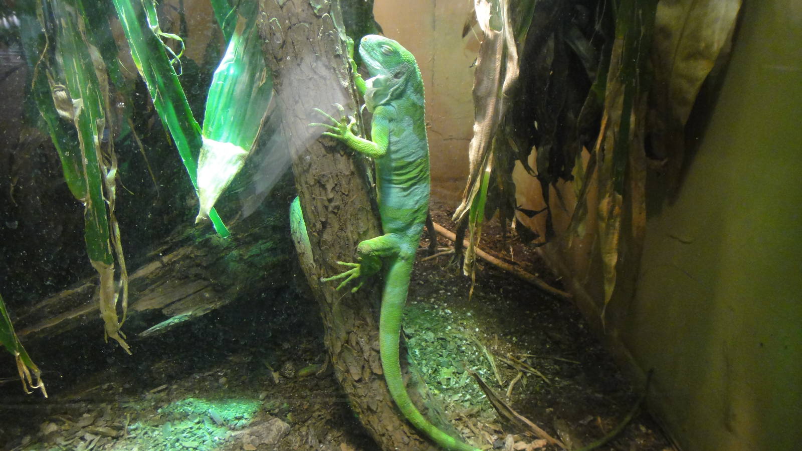 Fiji Island Banded Iguana at Dallas zoo 2015-03-12