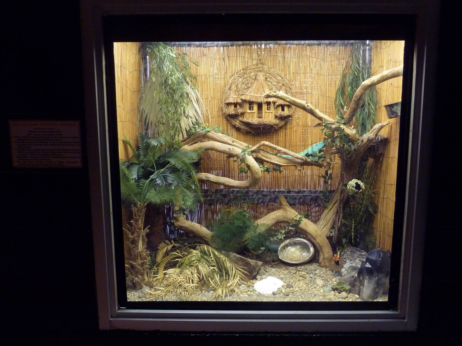 Fiji Island Banded Iguana Exhibit