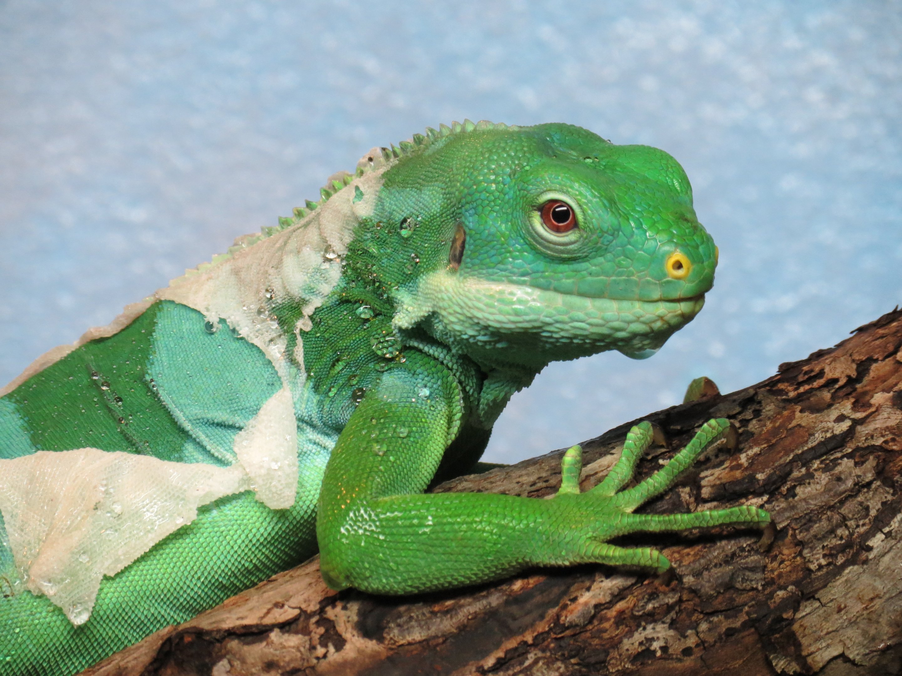 Fiji Island Banded Iguana