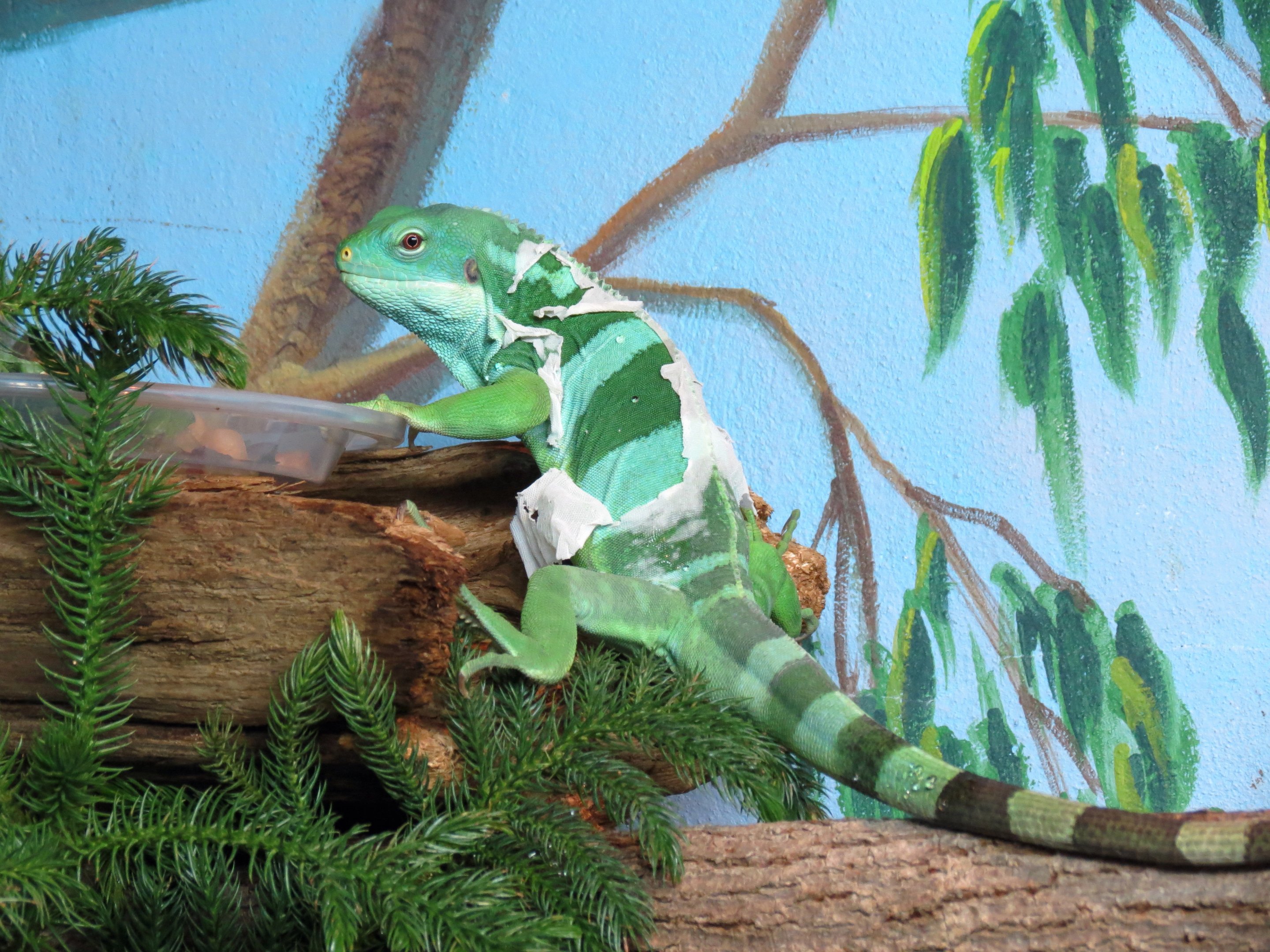 Fiji Island Banded Iguana