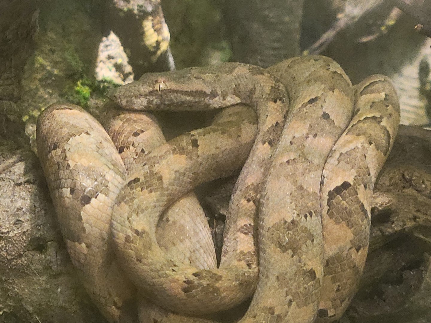 Fiji Island Boa(Candoia bibroni)