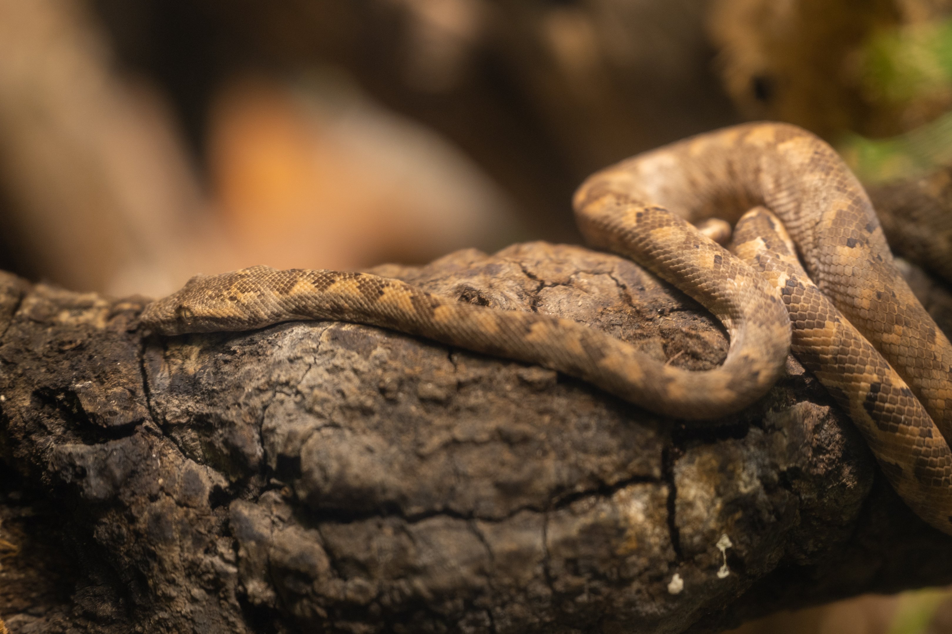 Fiji Island Boa