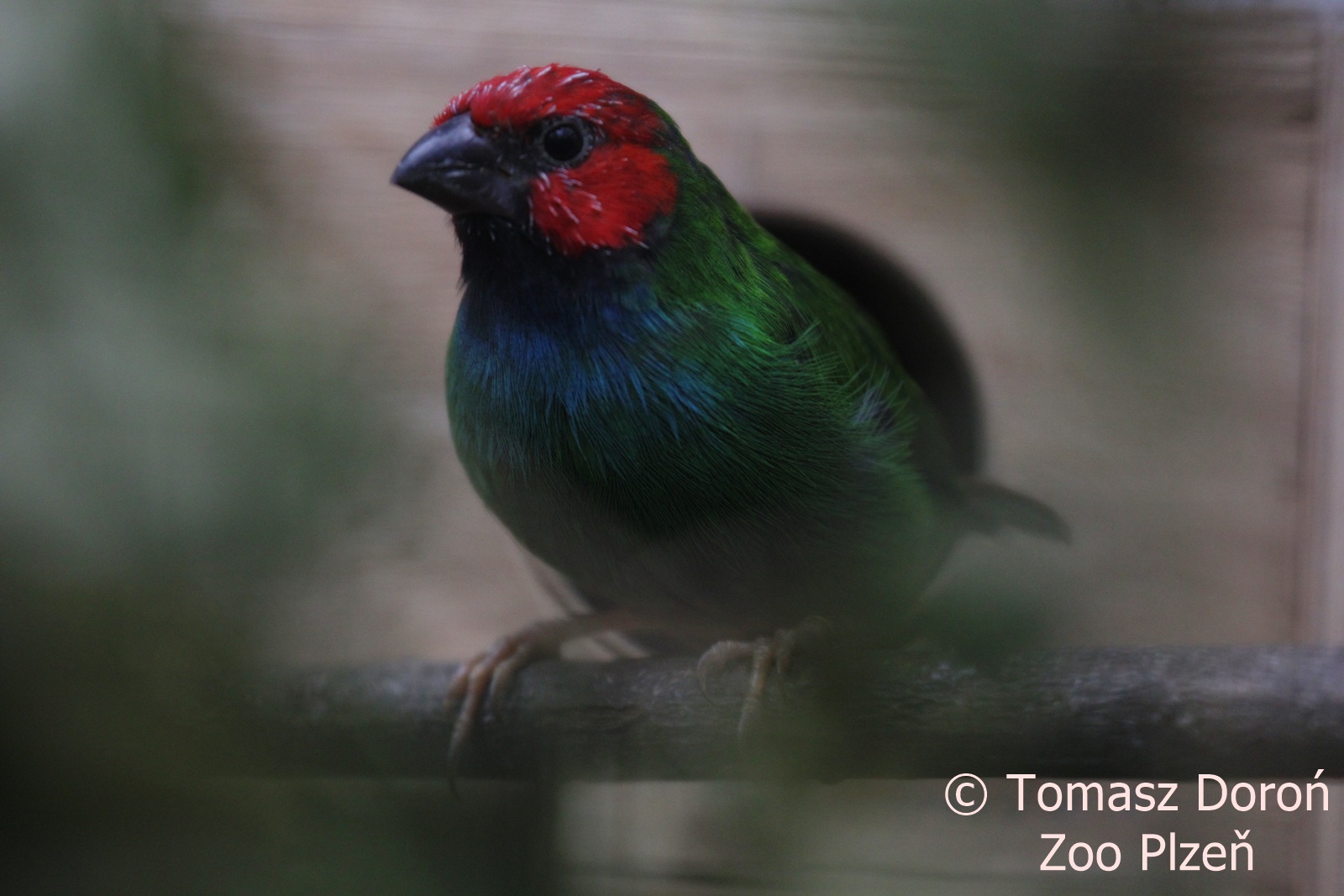 Fiji Parrotfinch (Erythrura pealii), October 2017