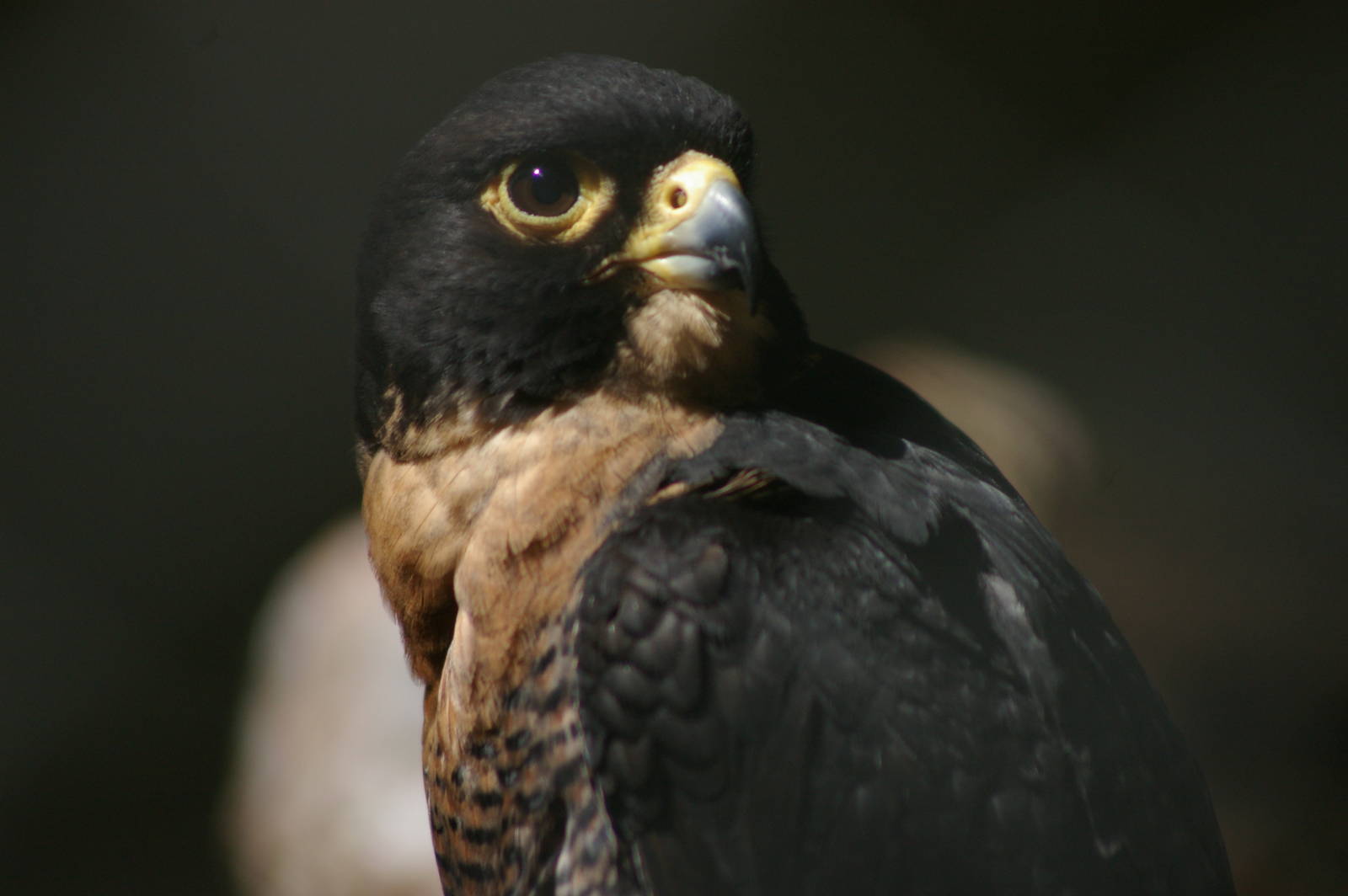 Fiji peregrine (Falco peregrinus nesiotes)