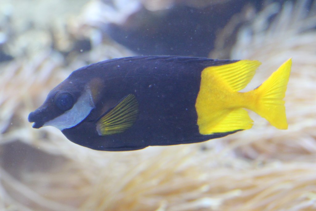 Fiji Rabbitfish