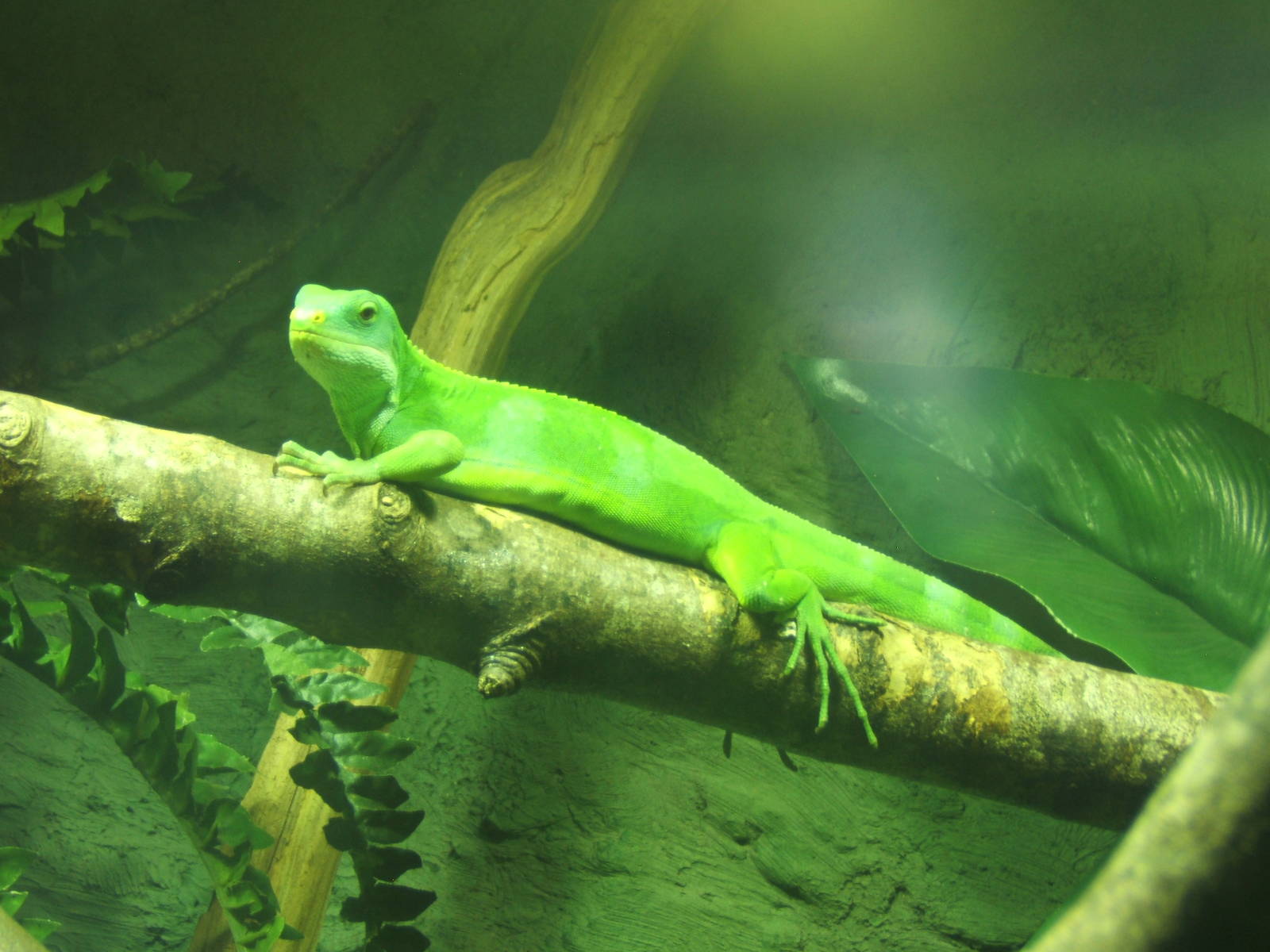 Fiji Short-crested Iguana (Brachylophus bulabula)