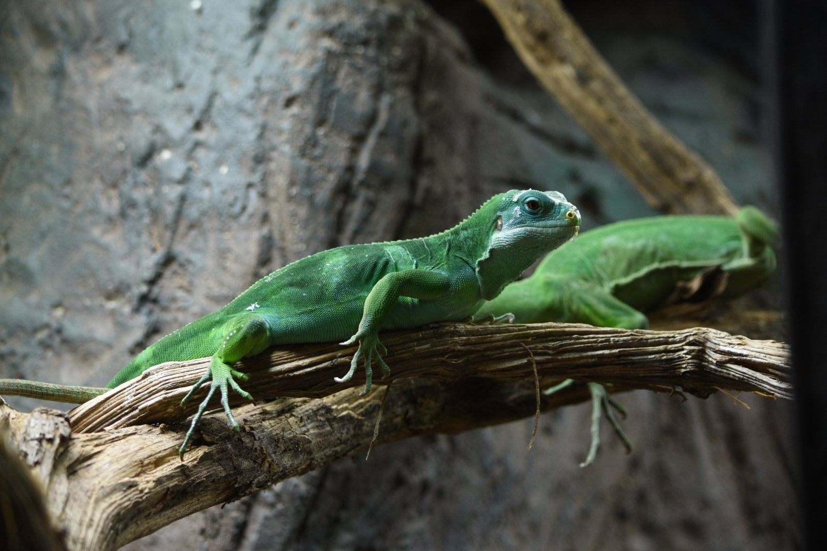 Fiji short-crested iguana