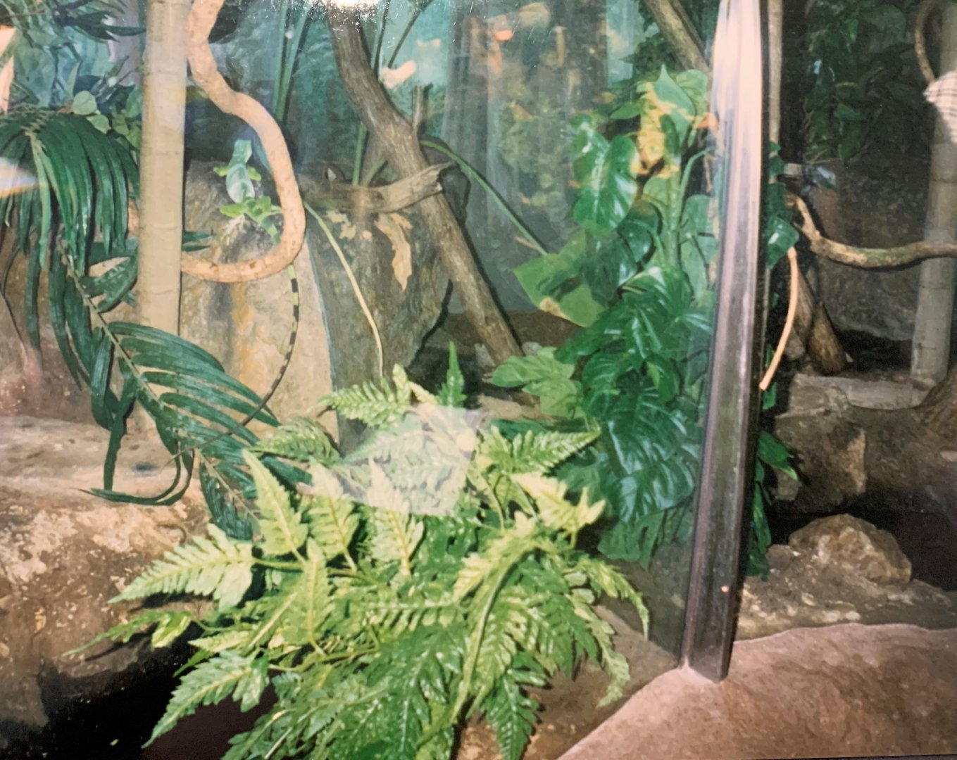 Fijian Banded Iguana (1996)