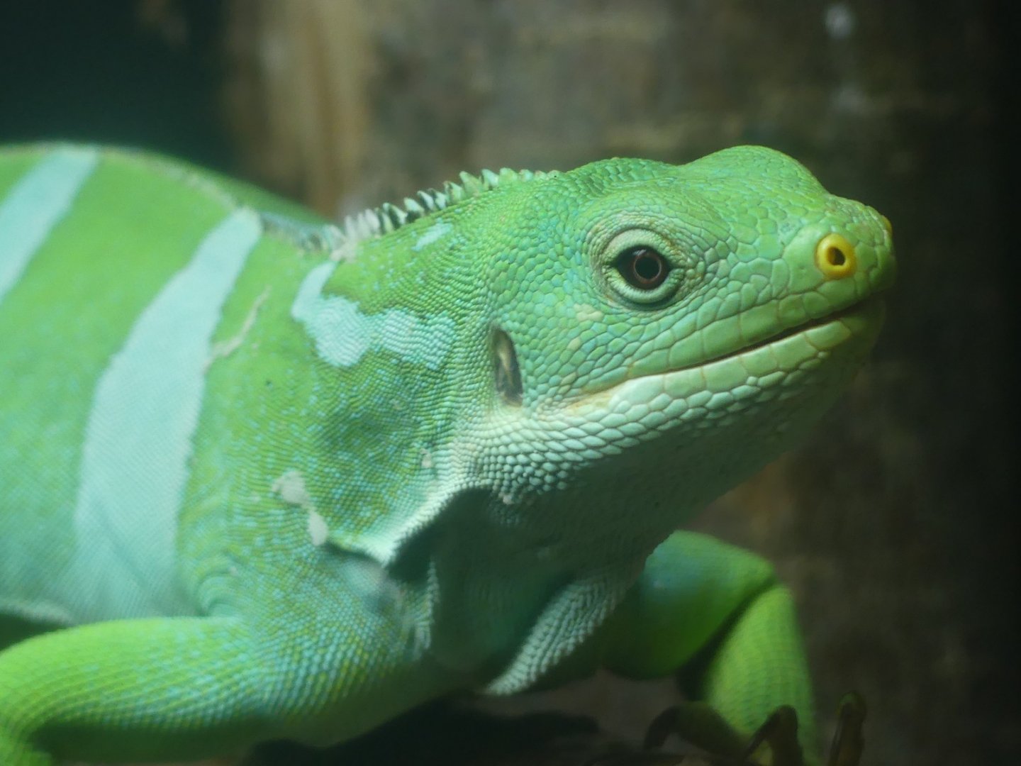 Fijian Banded Iguana - 21.10.24