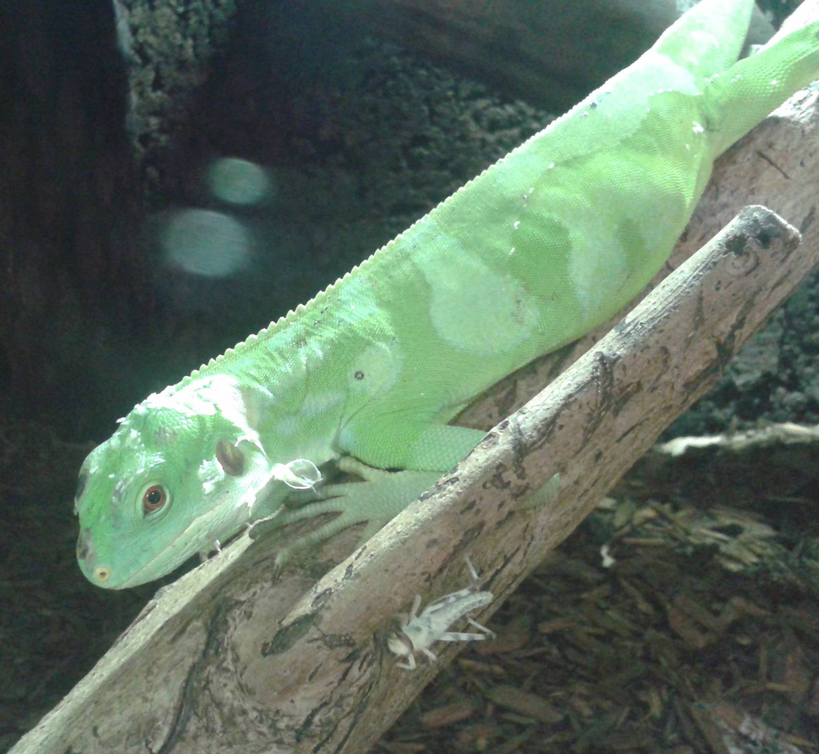 Fijian banded iguana and grasshopper