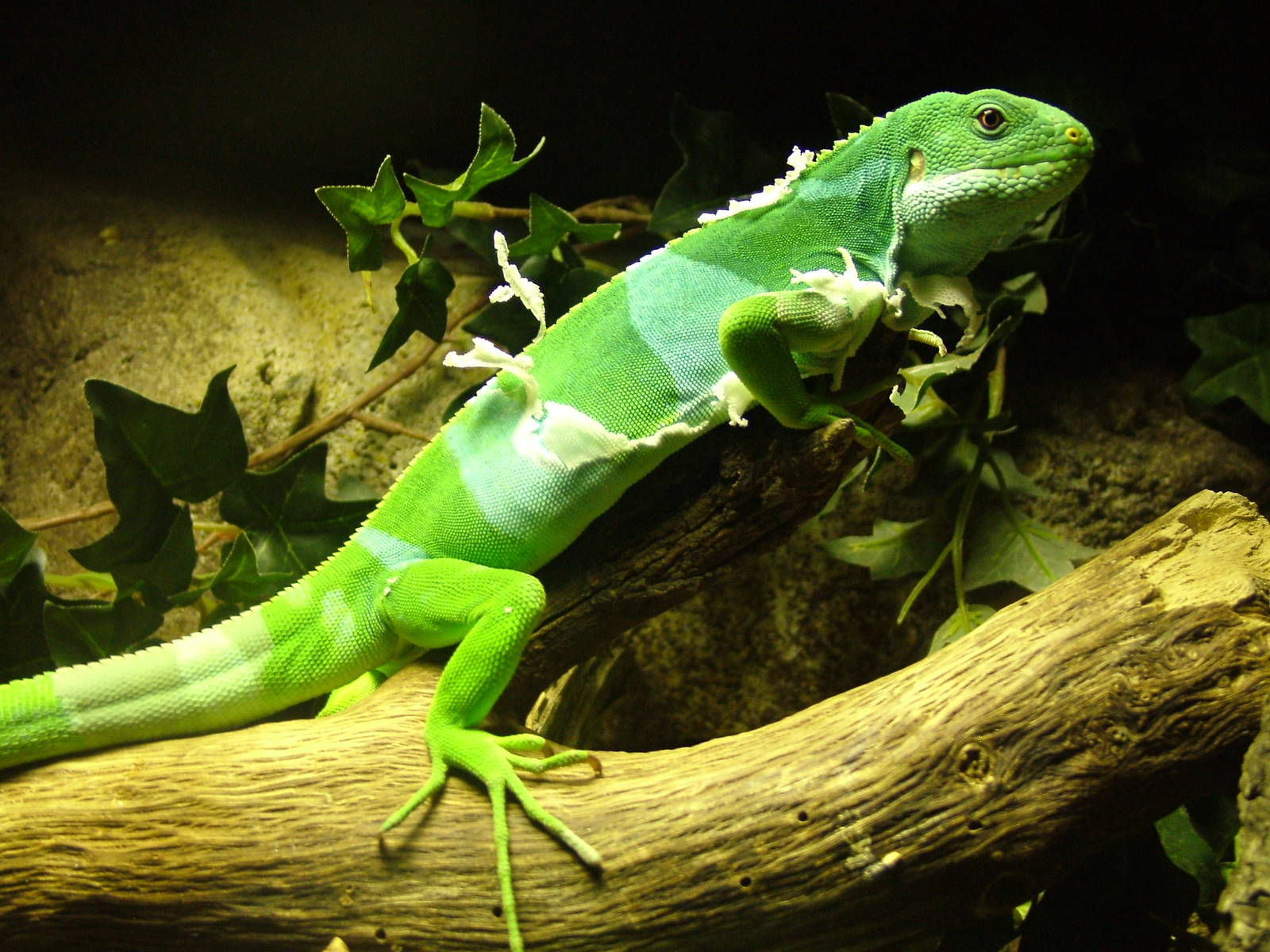 Fijian Banded Iguana at Faunia, 27/05/11