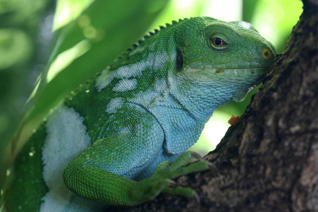 Fijian Banded Iguana at San Diego Zoo 23rd April 2016