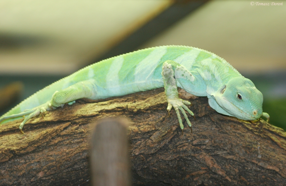 Fijian Banded Iguana (Brachylophus bulabula)