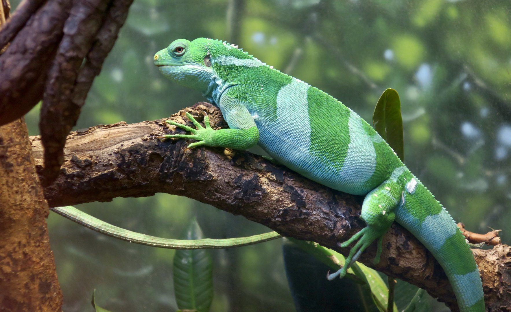 Fijian Banded Iguana (Brachylophus cf. bulabula)