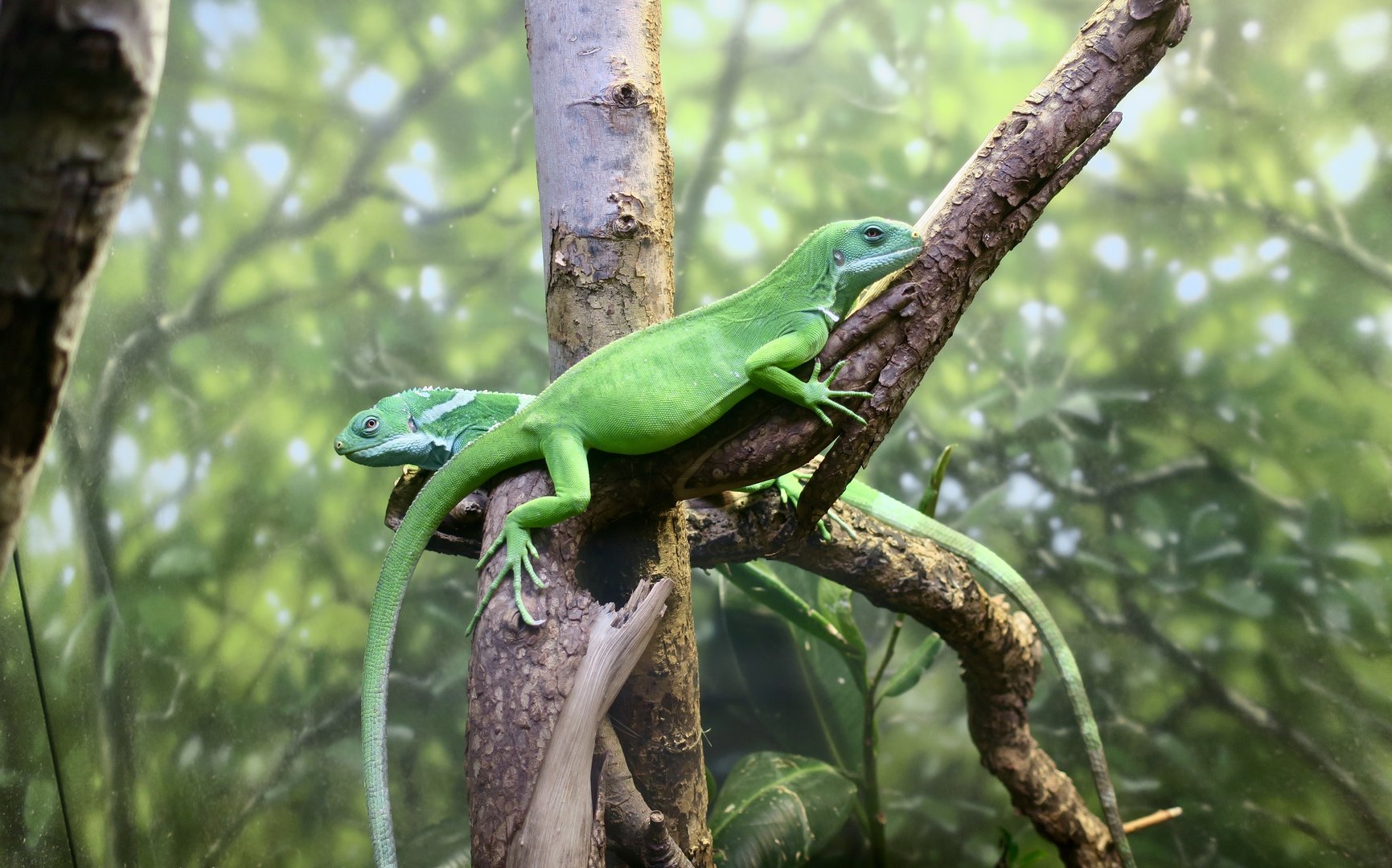 Fijian Banded Iguana (Brachylophus cf. bulabula)