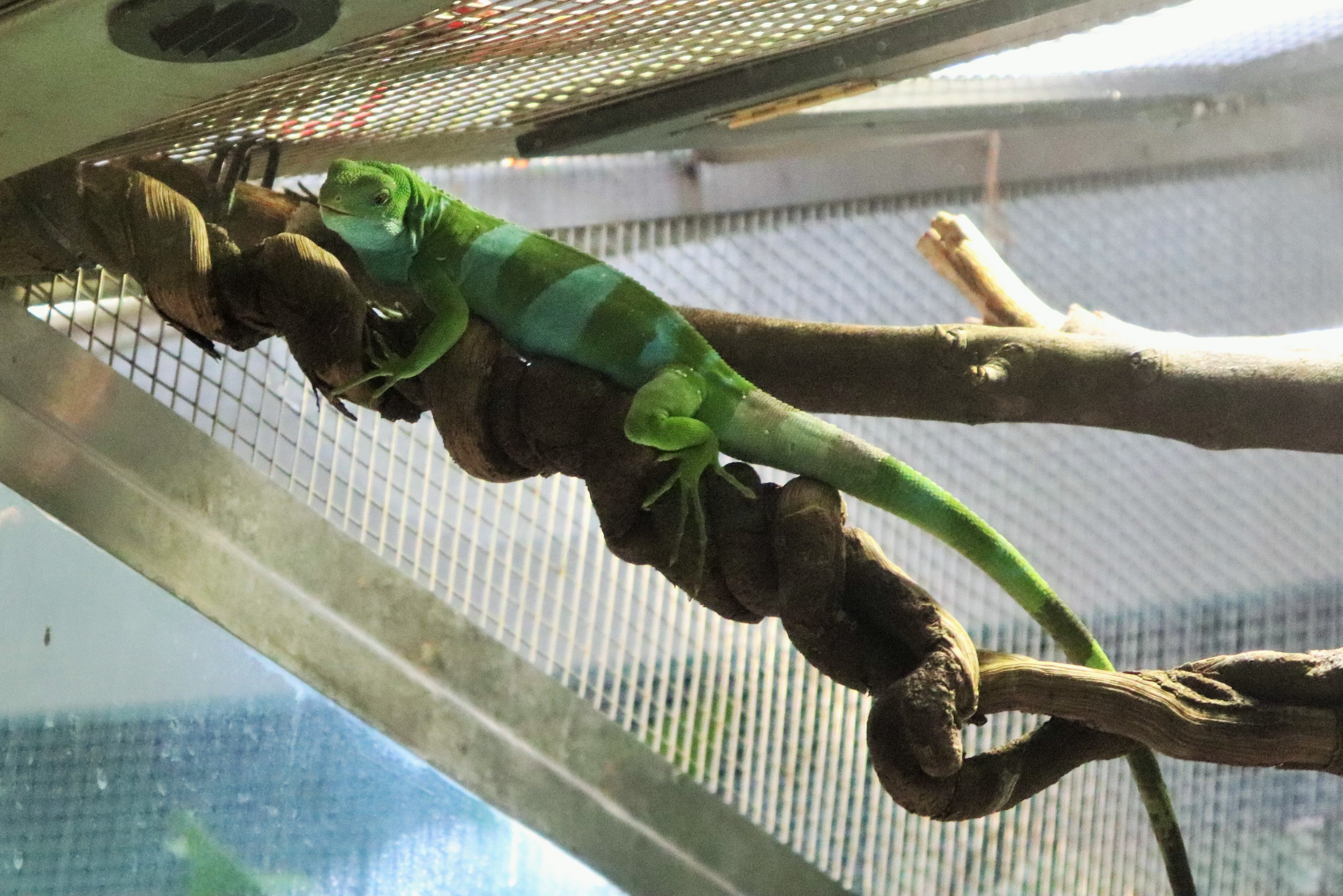 Fijian Banded Iguana (Brachylophus fasciatus)