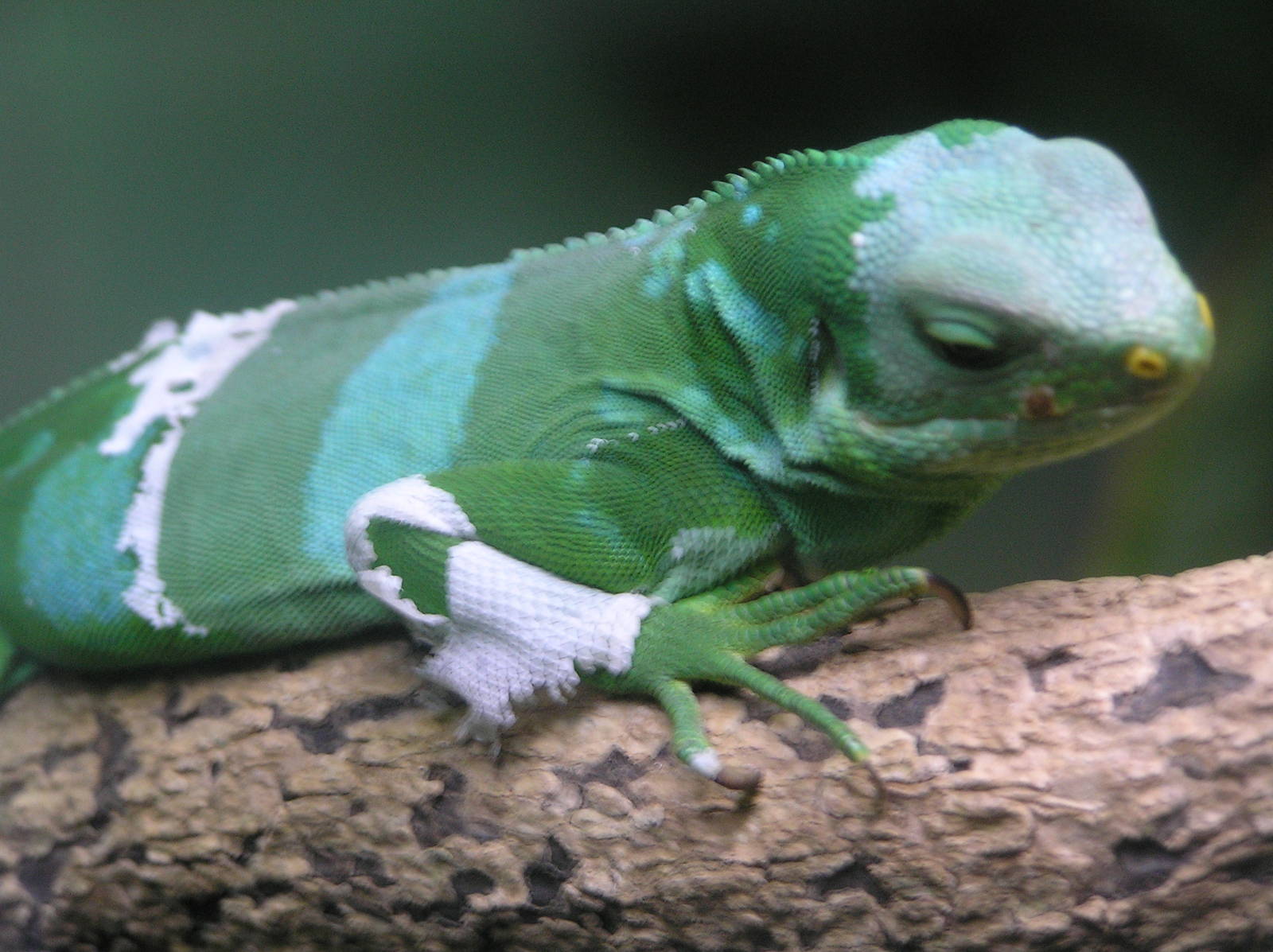 Fijian banded iguana - Cairns tropical zoo 05